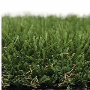 Bermuda Grass